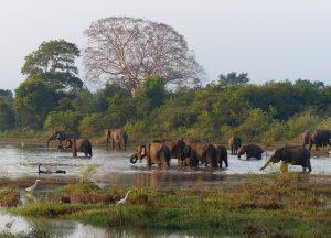 Sandy Shores and Serenity: The Best Beaches to Discover in Sri Lanka's Coastal Paradise