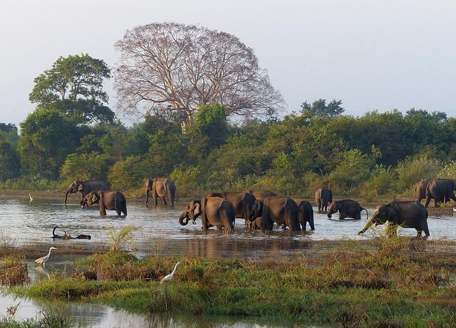 Sandy Shores and Serenity: The Best Beaches to Discover in Sri Lanka's Coastal Paradise